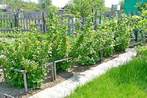 groseilles dans le jardin 