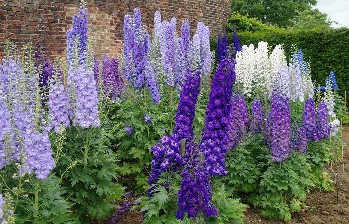 les fleurs s'épanouissent 