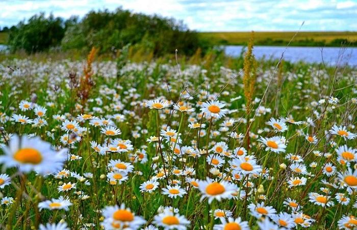 marguerites en fleurs 