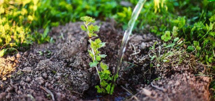 plantando um arbusto