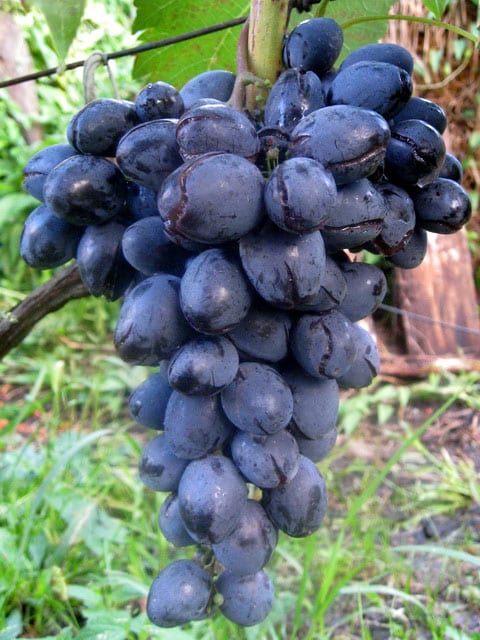 uvas rajadas