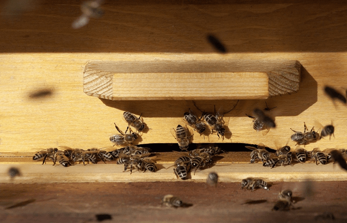 Bienen sitzen 