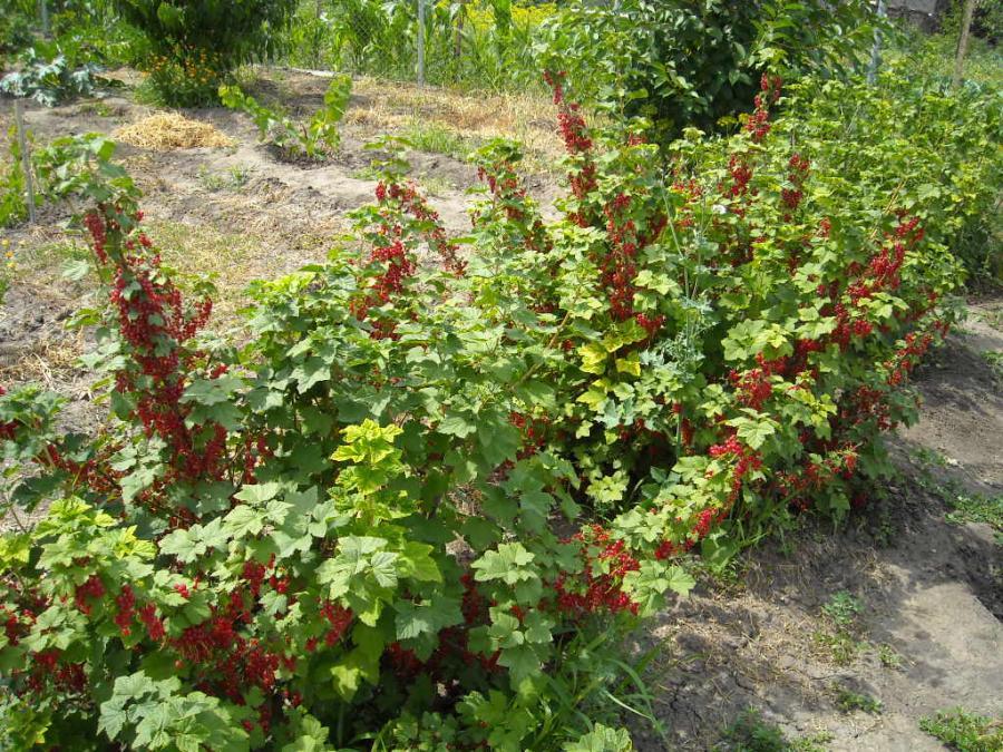 het planten van krenten