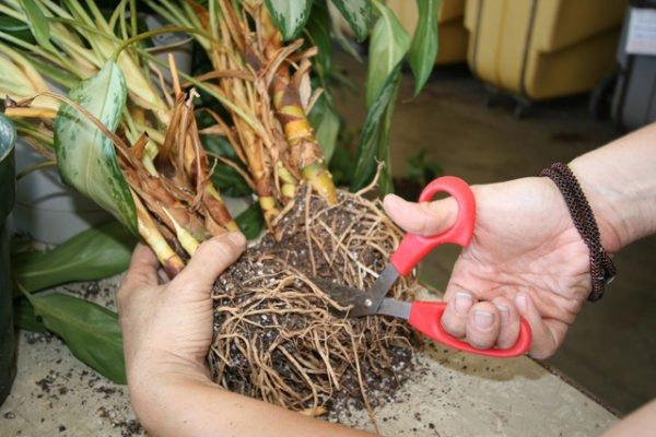 flower transplantation 