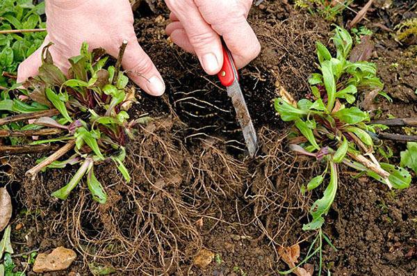 dividing bushes 