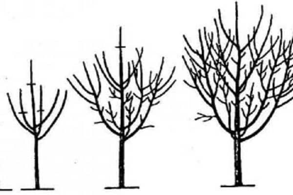 oblikovanje krone