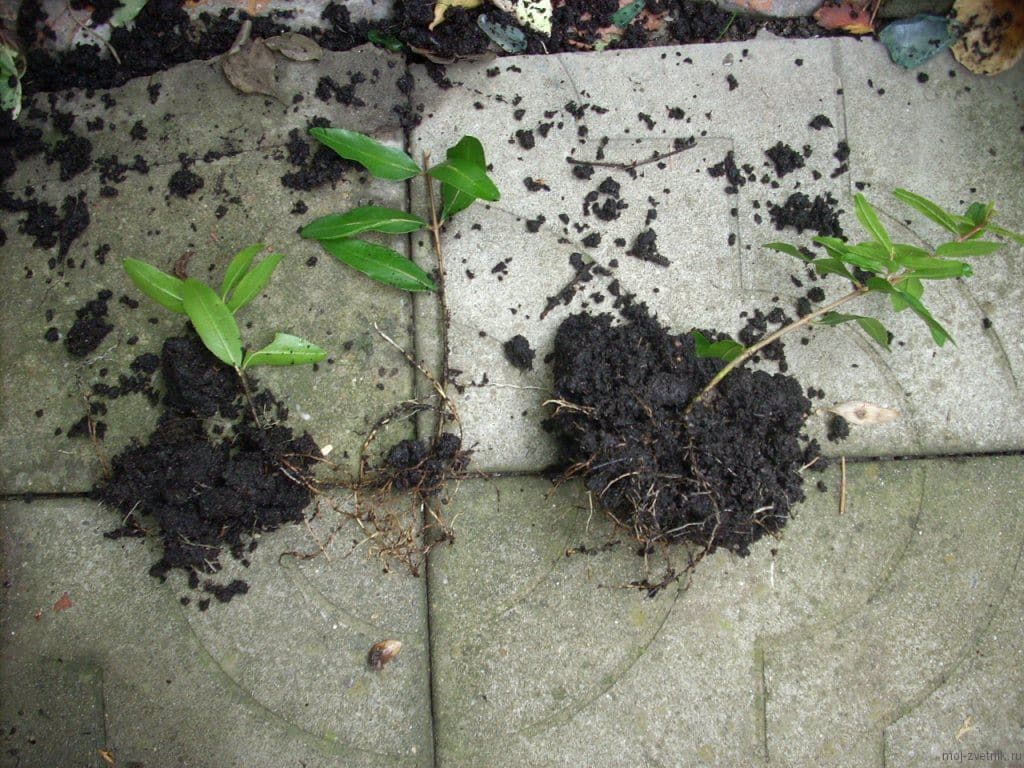 grape cuttings