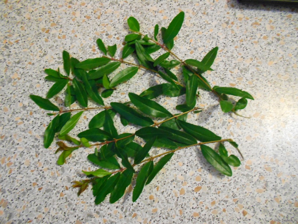 pomegranate cuttings