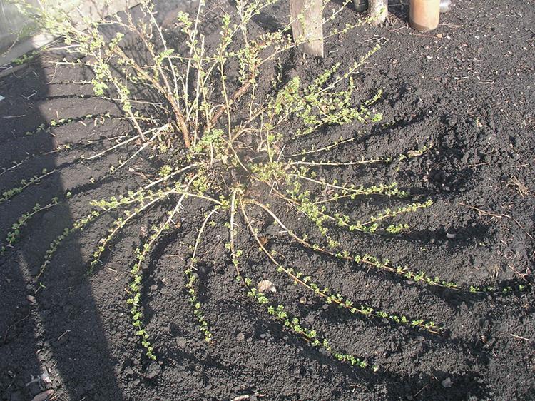 gooseberry propagation