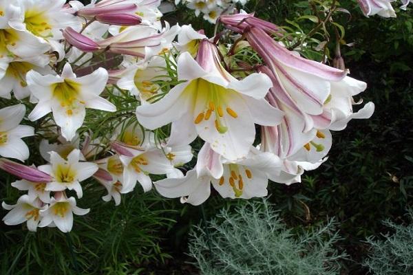 Blüte auf Stecklingen 