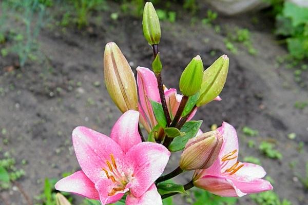 varietats de flor llarga 