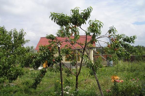 frutas de durazno 