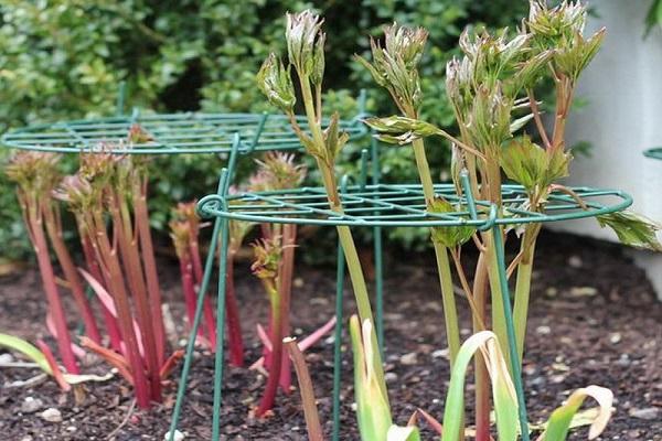 cuttings are carried out