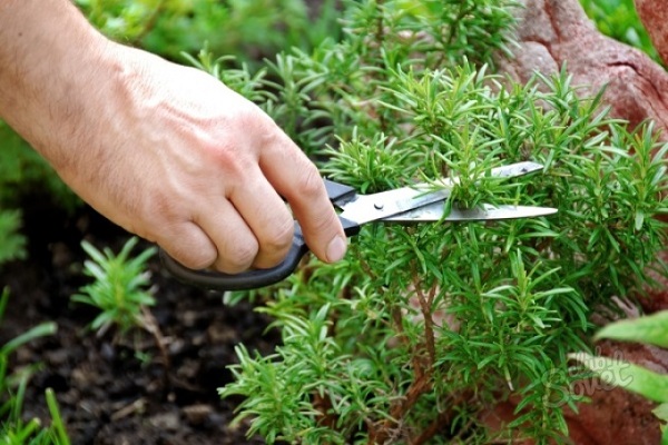 bloeiende planten