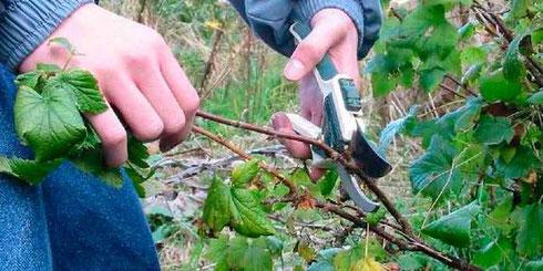 currant propagation