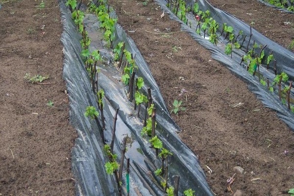 germinazione sul terreno 