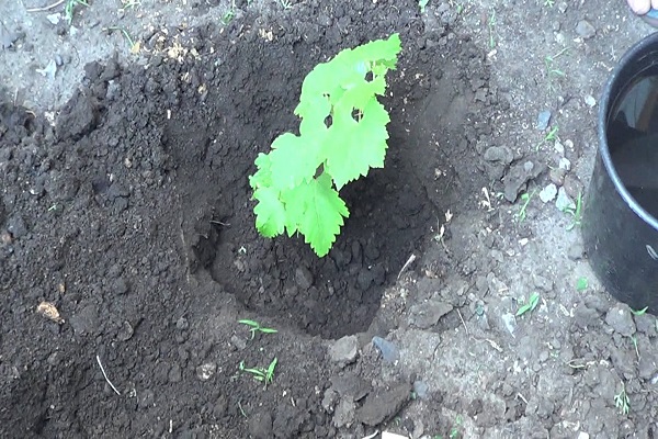 atterrando nel terreno