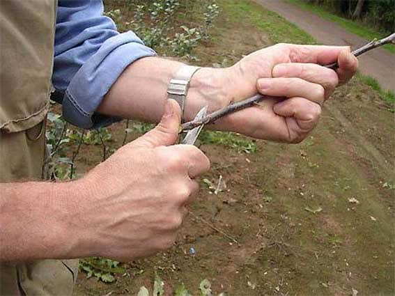 sea ​​buckthorn propagation