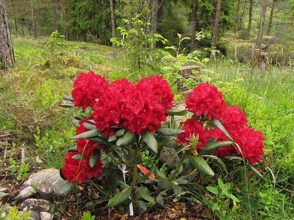 Rododendron Bouzouki