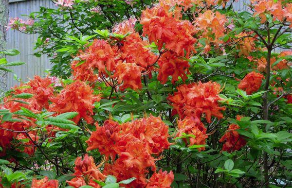 Rhododendron losos