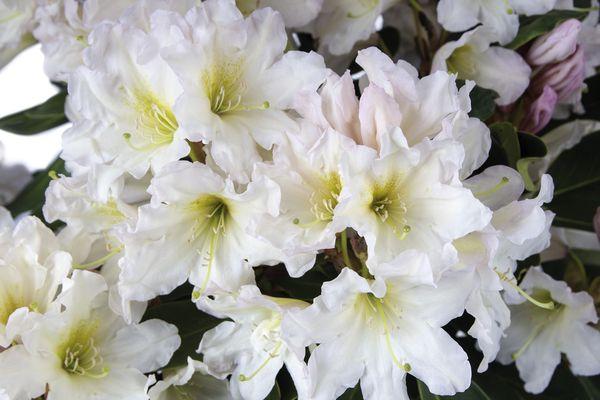 Rododendron bijeli