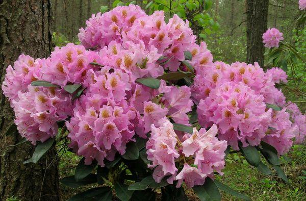 Rododendron Lita