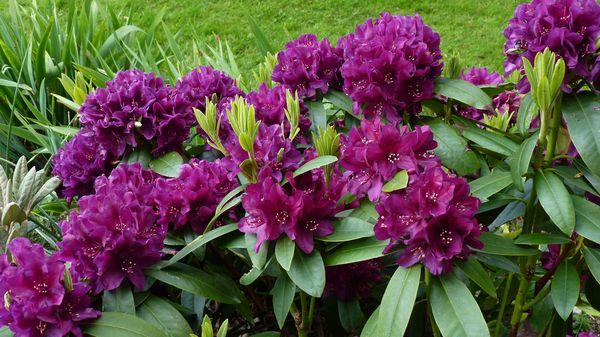 Rhododendron hibrid 