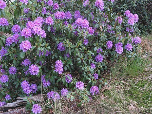 Rhododendron Pontica