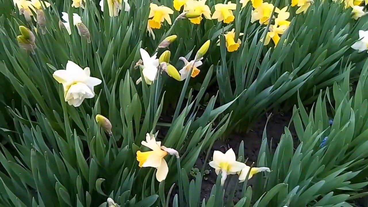 bloembed van narcissen