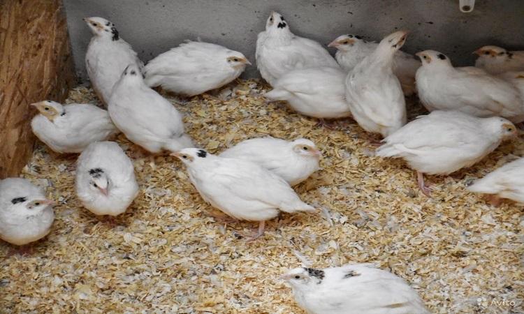 poulets blancs 