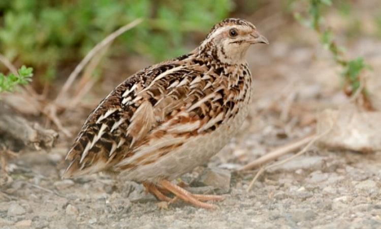 oiseau qui marche 