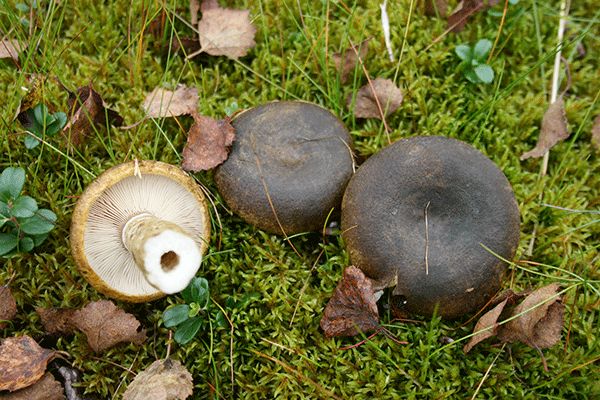 schwarzer Pilz im Wald