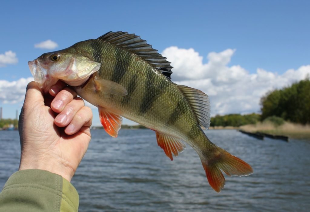 Lista de 48 especies de peces, sus nombres y características, descripciones y dónde viven