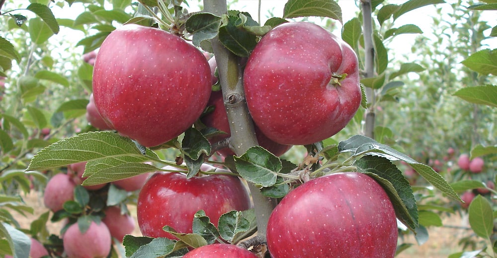 pommes rouges en chef