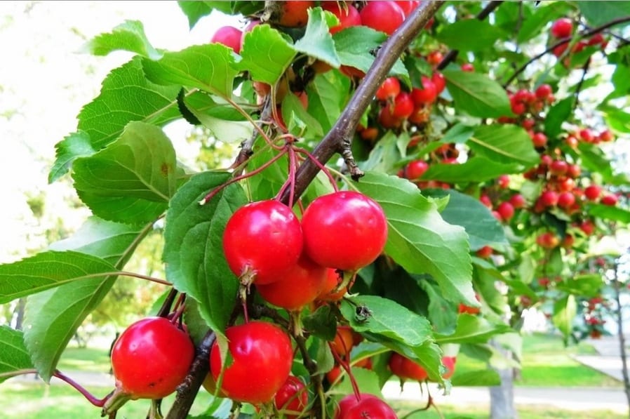 árbol de manzana