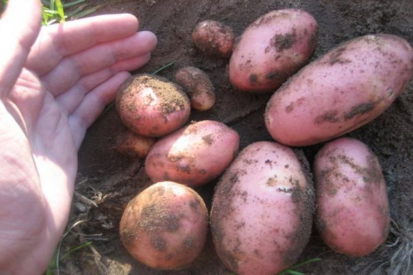 pink potatoes