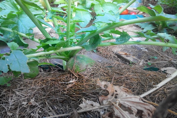 they love radishes