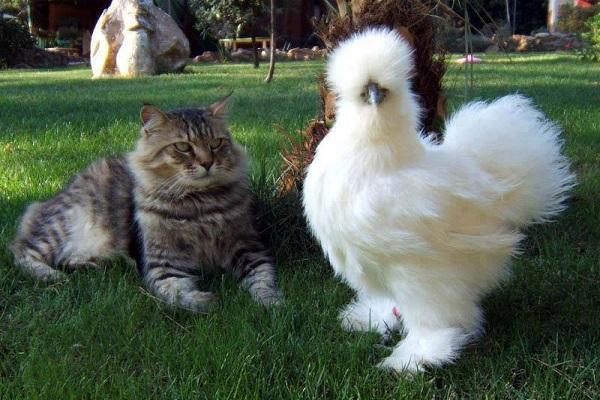 kočka a kuře 