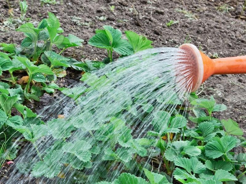 watering strawberries