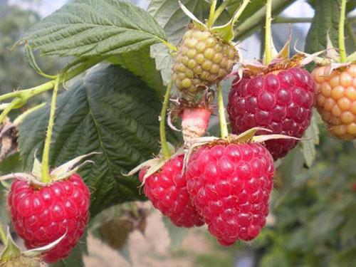 raspberry Yaroslavna