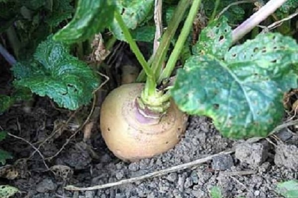 cruciferous family