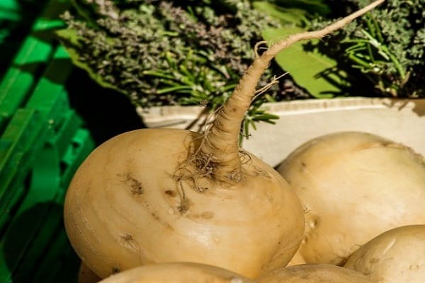 légume blanc 