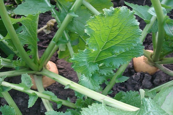 légumes en pleine terre 