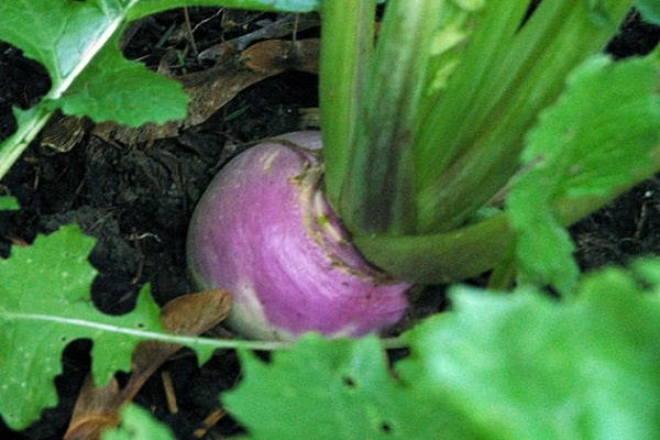 légume racine de salade