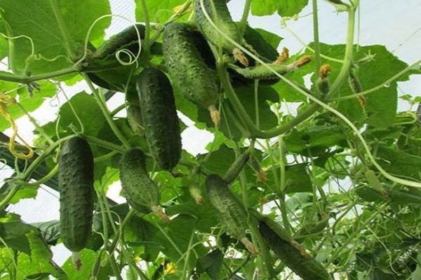 pepinos en el invernadero