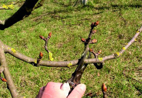 tree pruning