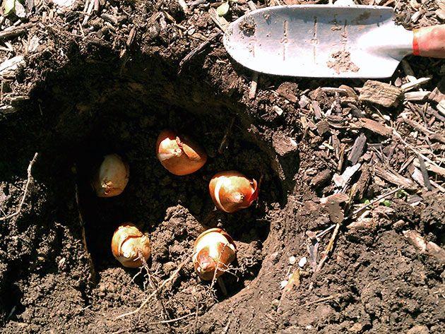 planting tulips