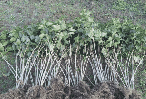 currant propagation