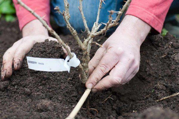 loosening the soil