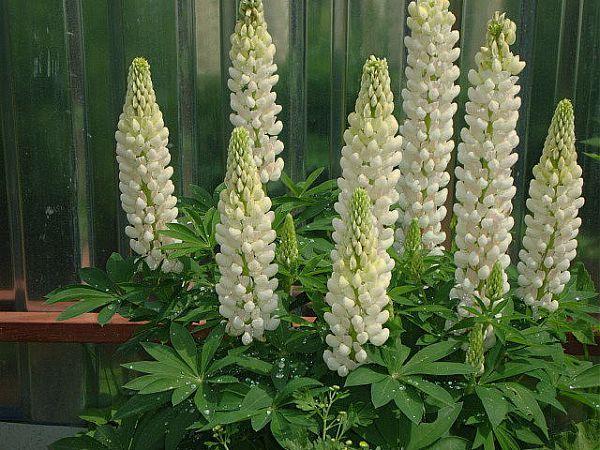 lupin trắng 